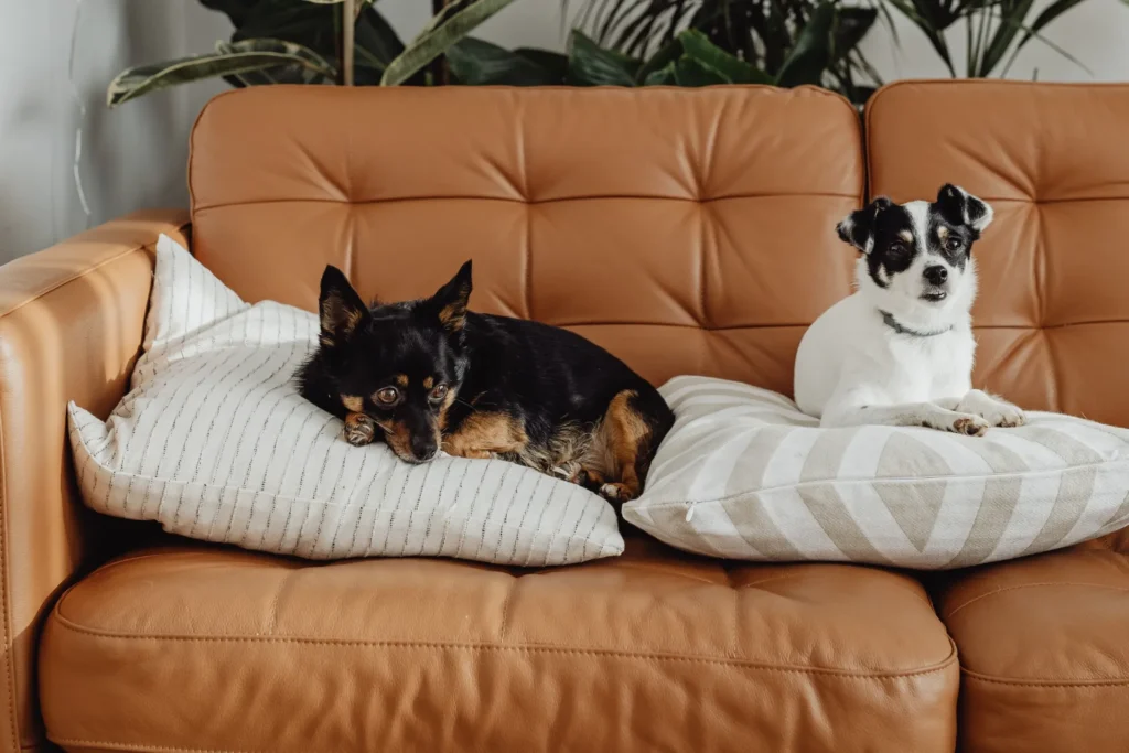 Dva mala psa leže na jastucima na smeđoj kožnoj sofi – kućni ljubimci u dnevnom boravku
